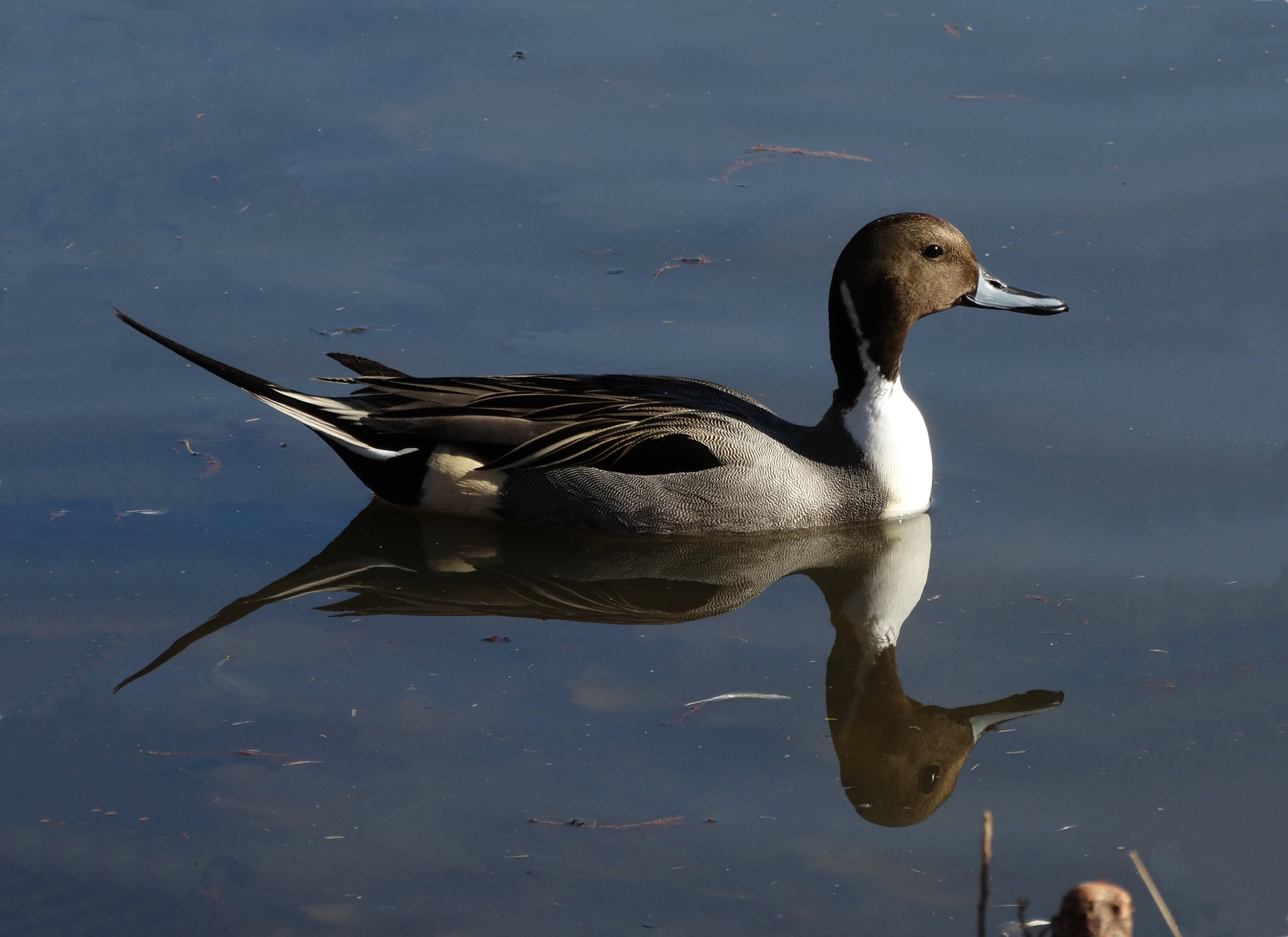 Divine Inspiration Photo #13A - Northern Pintail with Reflection - 8 x 10
