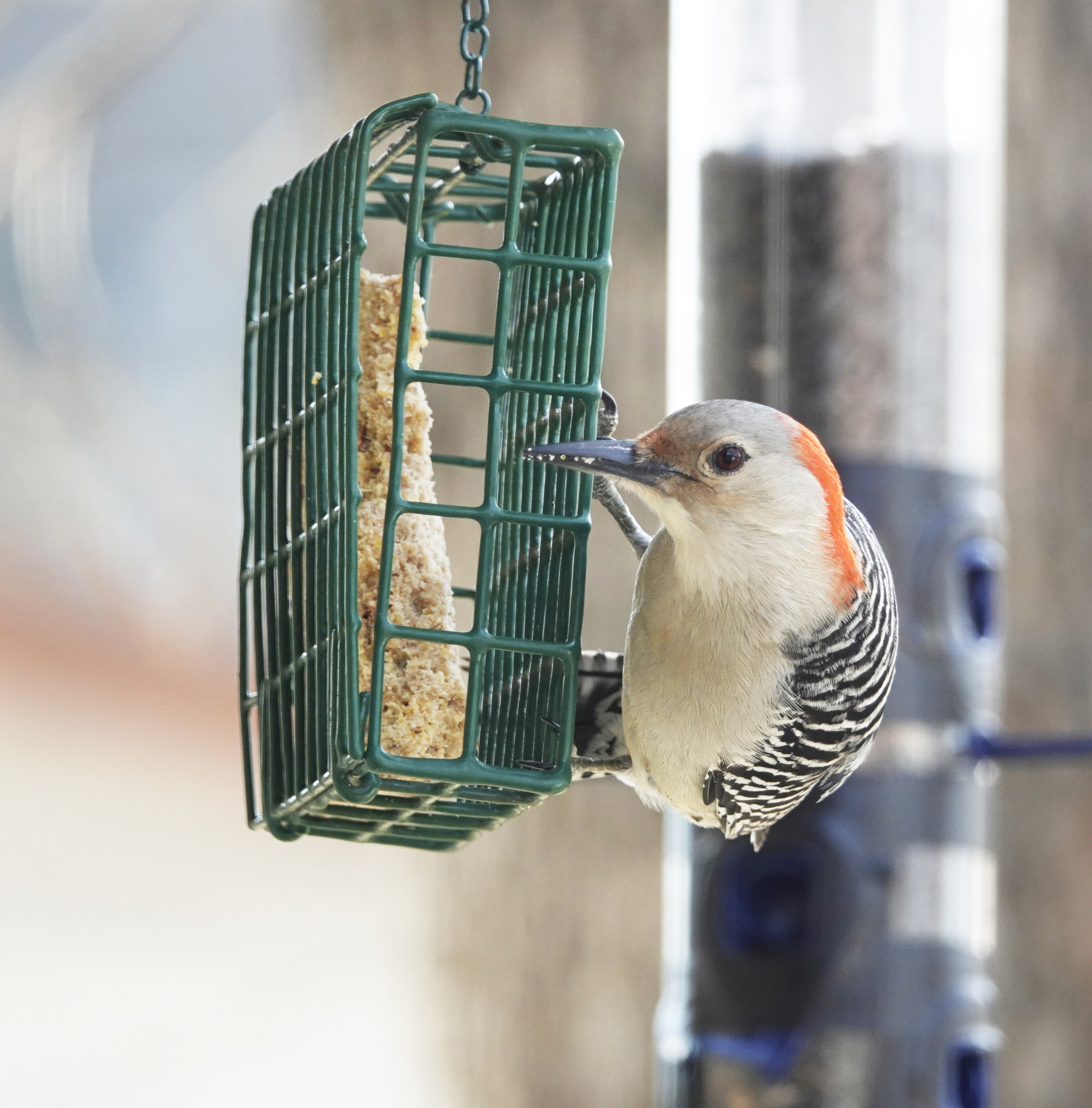 Divine Inspiration Photo #27A - Red-Bellied Woodpecker on Suet Feeder - 8 x 10