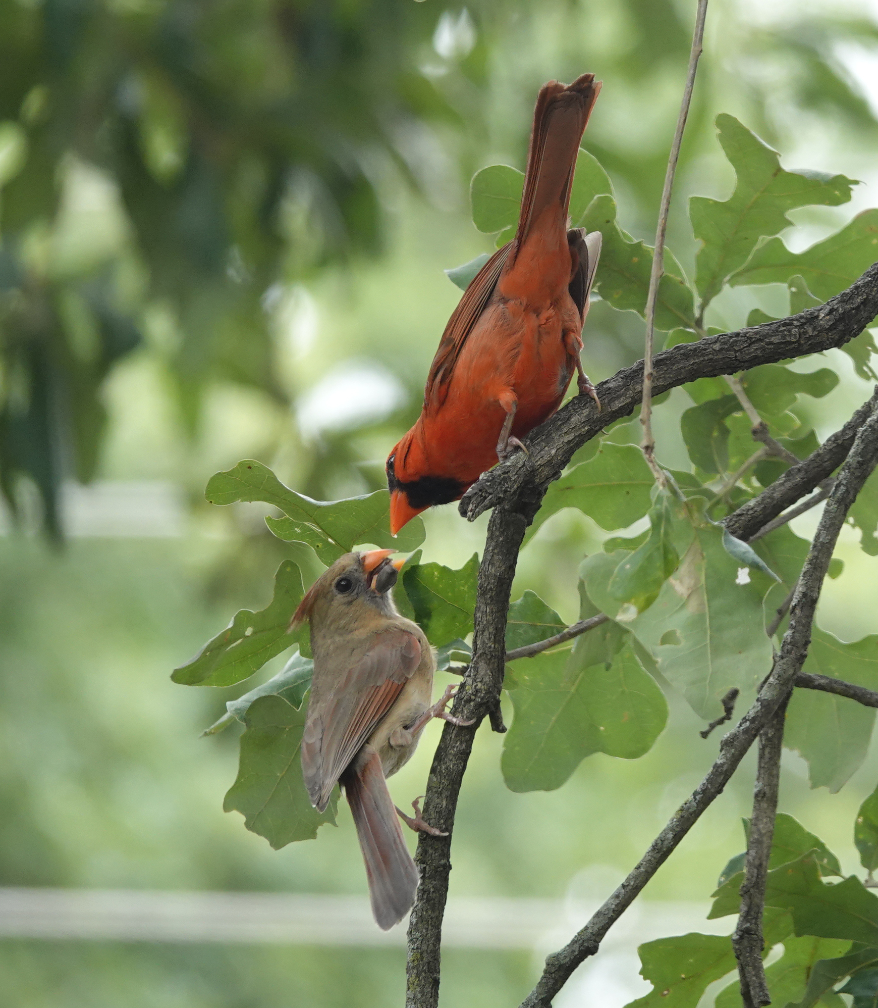 Divine Inspiration Photo #39B - Male Cardinal Feeding Mate - 5 x 7
