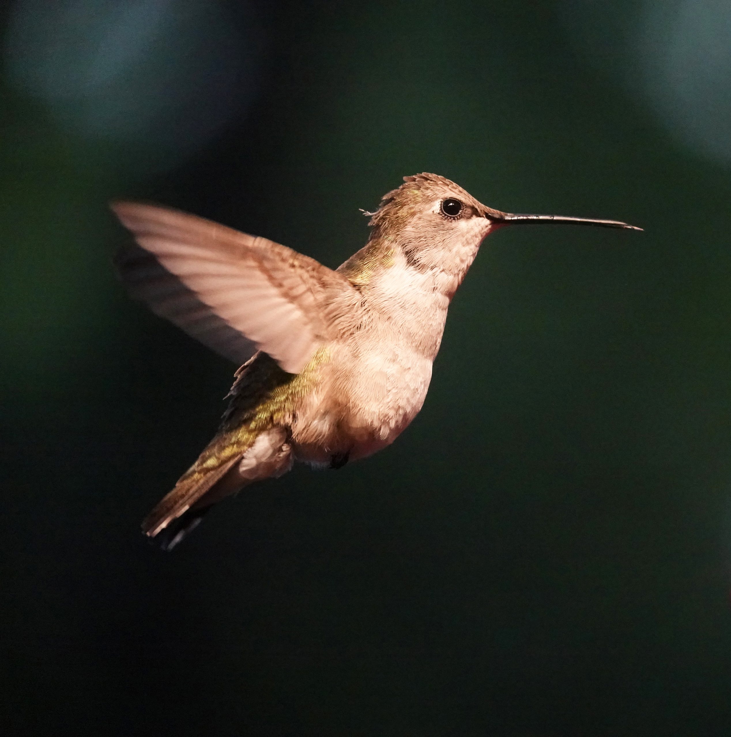 Divine Inspiration Photo #42A - Ruby-Throated Hummingbird #5 - 8 x 10